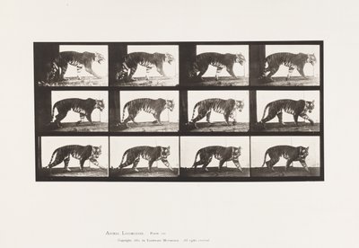 Plaka 729. Kaplan; Yürüme by Eadweard Muybridge