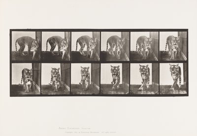 Plaka 730. Kaplan; Yürüme; Etrafında dönen by Eadweard Muybridge