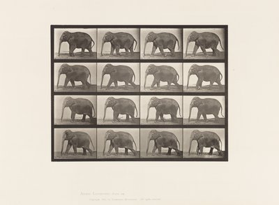 Plaka 732. Fil; Yürüme by Eadweard Muybridge