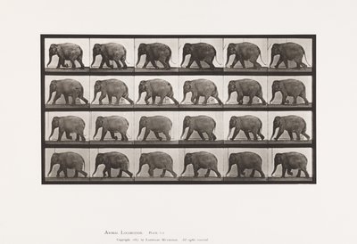 Plaka 733. Fil; Yürüme by Eadweard Muybridge