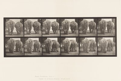 Levha 735. Filler; iki, yürüyüş by Eadweard Muybridge