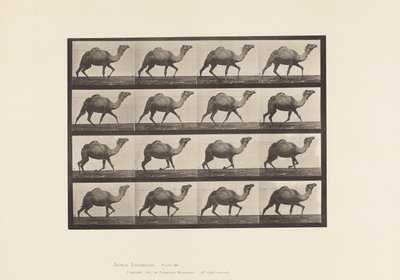 Plaka 736. Mısır Devesi; raf by Eadweard Muybridge