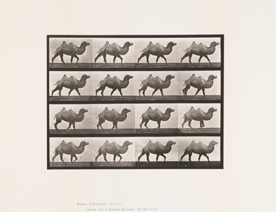 Plaka 737. Baktriya Devesi; Yürüme by Eadweard Muybridge