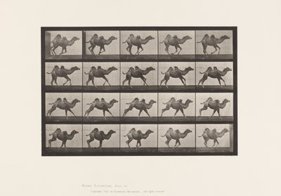 Plaka 740. Baktriya Devesi; (Genç), Dörtnala by Eadweard Muybridge