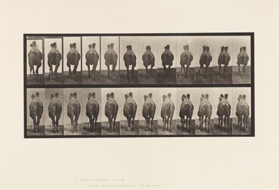 Levha 741. Baktriya Devesi; A, Yürüyüş; B, Raf by Eadweard Muybridge