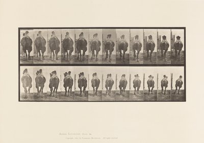 Levha 742. Baktriya Devesi; A, Raf; B, Dörtnala by Eadweard Muybridge