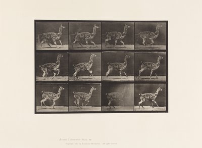 Plaka 743. Guanaco; dörtnala by Eadweard Muybridge