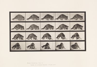 Plaka 745. Rakun; Yürüme; ve Etrafında Dönmek by Eadweard Muybridge