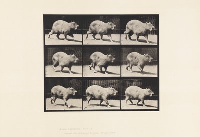 Plaka 746. Kapibara; Yürüme by Eadweard Muybridge