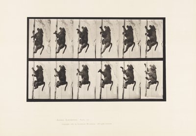 Plaka 749. Babun; Bir Direğe Tırmanmak by Eadweard Muybridge