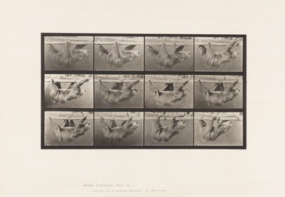 Plaka 750. Tembellik; Yürüyüş, Yatay Bir Direğe Asılmış by Eadweard Muybridge