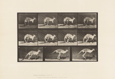 Plaka 751. Kanguru; All-Fours üzerinde yürümek; Zıplamaya Değiştir by Eadweard Muybridge