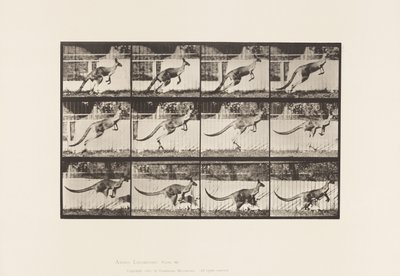 Plaka 752. Kanguru; Atlama by Eadweard Muybridge