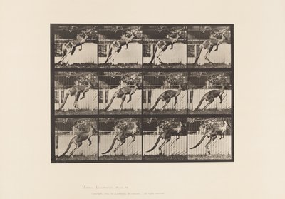 Plaka 753. Kanguru; Atlama by Eadweard Muybridge
