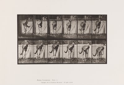 Plaka 754. Kanguru; Atlama by Eadweard Muybridge