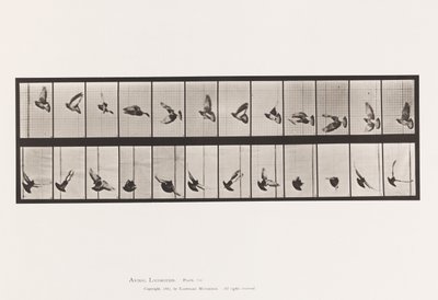 Plaka 756. Güvercin; Uçan by Eadweard Muybridge