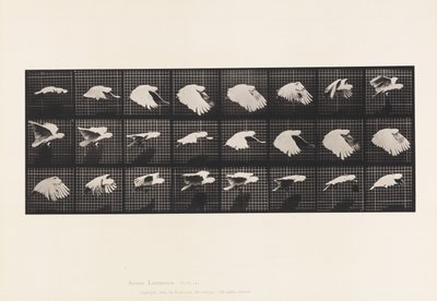 Plaka 759. Kakadu; Uçan by Eadweard Muybridge