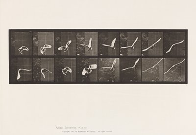 Plaka 761. Kakadu; Uçan by Eadweard Muybridge