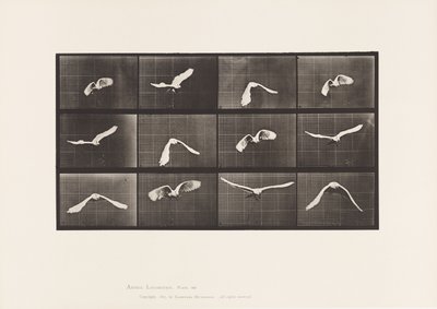Plaka 762. Kakadu; Uçan by Eadweard Muybridge