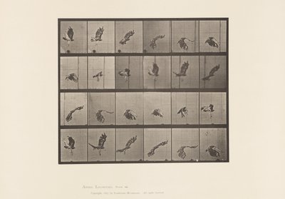 Plaka 763. Kızıl Kuyruklu Şahin; Uçan by Eadweard Muybridge
