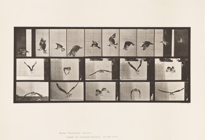 Plaka 764. Balık Şahin; Uçan by Eadweard Muybridge