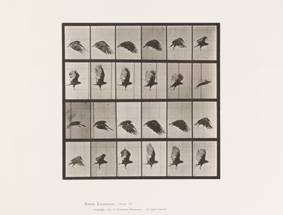 Plaka 765. Akbaba; Uçan by Eadweard Muybridge