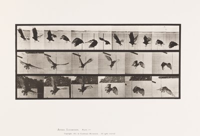 Plaka 767. Akbaba; Uçan by Eadweard Muybridge