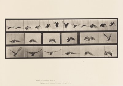 Plaka 768. Akbaba; Uçan by Eadweard Muybridge