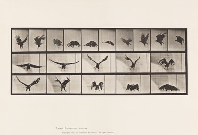 Plaka 769. Amerikan Kartalı; Uçan by Eadweard Muybridge