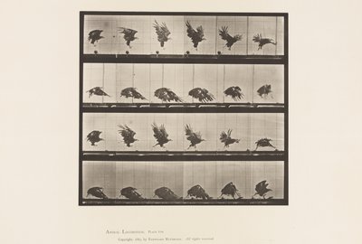 Plaka 770. Amerikan Kartalı; Yere Yakın Uçmak by Eadweard Muybridge