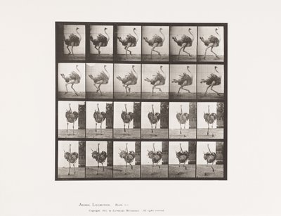 Plaka 773. Devekuşu; Koşma by Eadweard Muybridge