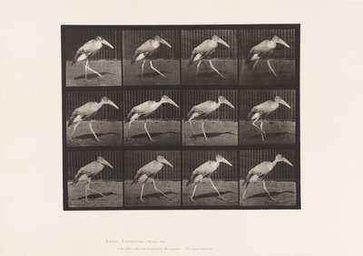 Plaka 774. Adjutan; Yürüme by Eadweard Muybridge