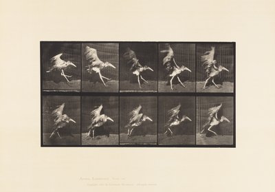 Plaka 775. Adjutan; Uçan Koşu by Eadweard Muybridge