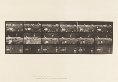 Plaka 776. Leylekler; Kuğular, vb, A, B, C by Eadweard Muybridge