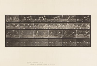 Plaka 777. Leylekler; vb, A, B, C, D by Eadweard Muybridge