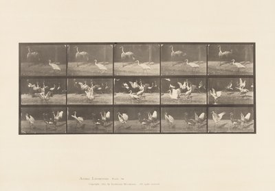 Plaka 778. Leylekler; vb, A, B, C by Eadweard Muybridge
