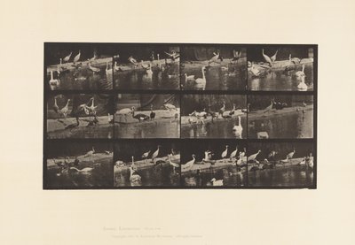 Plaka 779. Leylekler; Kuğular vb. by Eadweard Muybridge