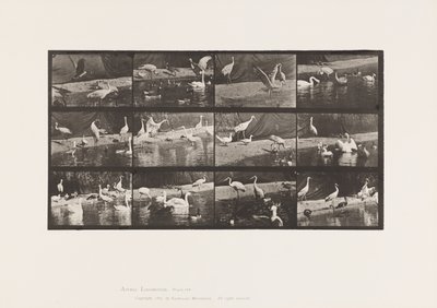 Plaka 780. Leylekler; Kuğular vb. by Eadweard Muybridge