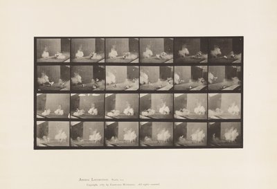 Plaka 781. Tavuklar; Torpido tarafından korkmuş by Eadweard Muybridge