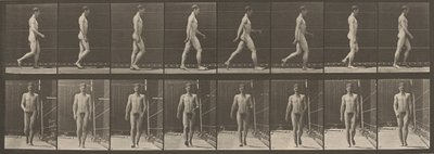  by Eadweard Muybridge