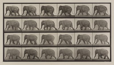 Plaka Numarası 733. Fil yürüyüşü by Eadweard Muybridge