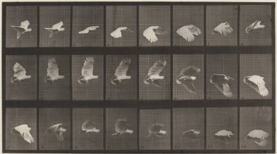 Plaka Numarası 758. Uçan Kakadu by Eadweard Muybridge