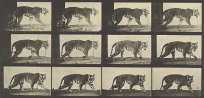 Tiger Walking, Animal Locomotion