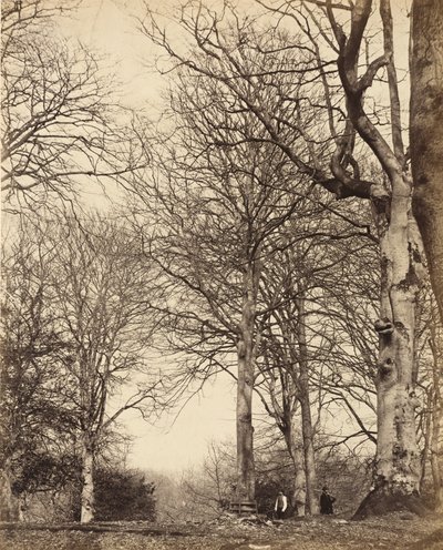 Kraliçe Adelaide'nin Kayını, 1864 by Earl of Caithness