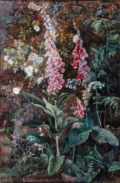 Digitalis Purpurea ve Rosa Rugosa (kağıt üzerine sulu boya) by Edith Isabel Barrow