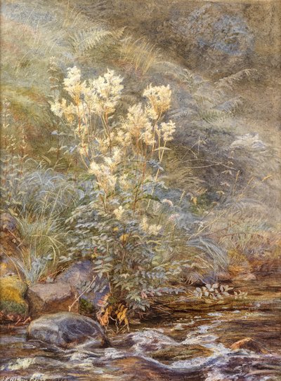 Meadowsweet yanında bir Burn, Invernesshire, c.1883 (beyazla vurgulanmış sulu boya) by Edith Martineau