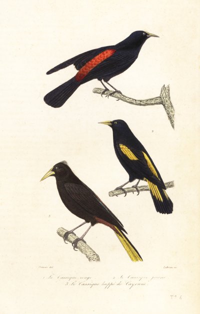 Cacique türleri ve tepeli oropendola. by Edouard (after) Travies