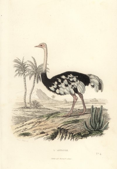 Ortak devekuşu, devekuşu camelus. by Edouard (after) Travies