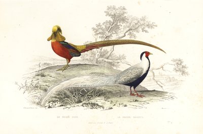 Altın sülün ve gümüş sülün. by Edouard (after) Travies