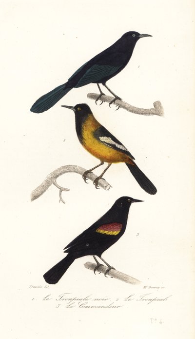 Büyük Antiller grackle, Audubon